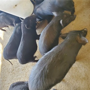 求购藏香幼崽批发价