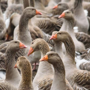 长年收购鸡,鸭,鹅,等个种家禽