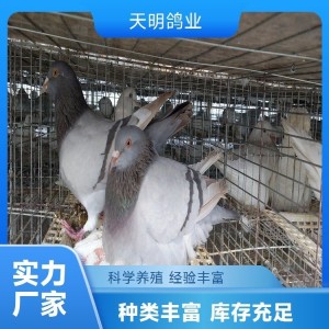 天明品牌散养白羽王肉鸽 绿色健康 高成活率禽类