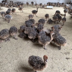 养殖场景区观赏大型成年鸵鸟