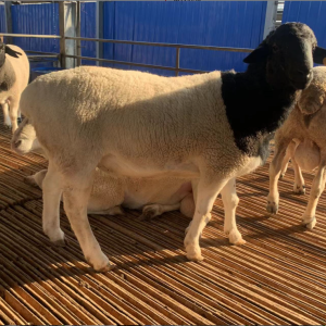 祥龙畜牧 养殖优质 黑头杜泊种羊 提供技术 长期出售 肉质好 抗寒耐热