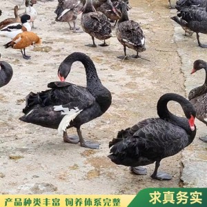 生态园展览黑天鹅 水禽类观赏动物 种鹅苗养殖